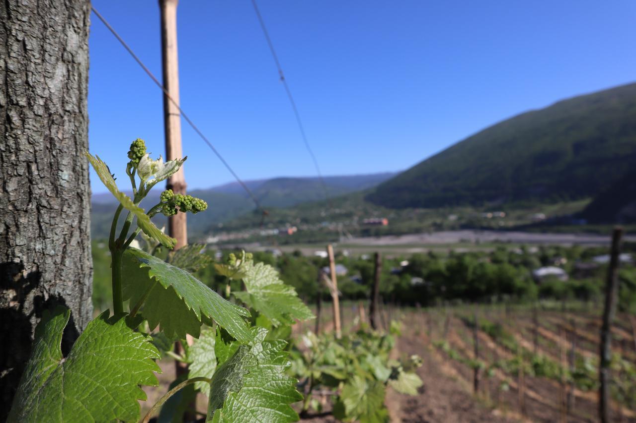 Chateau Dio Maison d'hôtes *